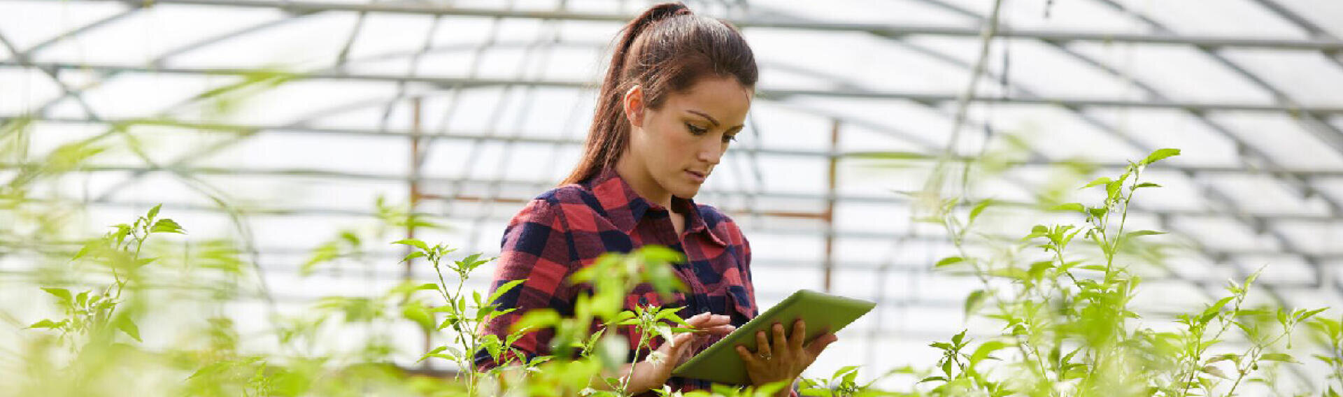 A woman in a plaid shirt stands among green plants inside a greenhouse, looking at and using a tablet.